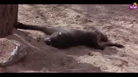 Funny Drunken Animal