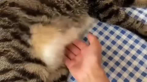 So cute cat must watch