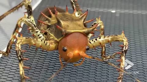 Carnivore crickets look tough as