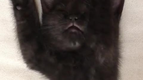 Kitten dreams about drinking milk