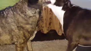 two dogs are better than one-doggie tug of war