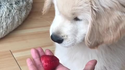 Golden Retriever Puppy Trying Strawberry For The First Time