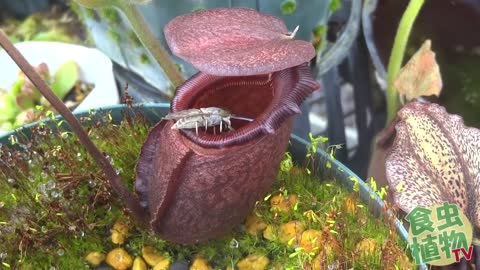 Nepenthes rajah eat huge fly.