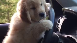 Puppy Takes the Wheel