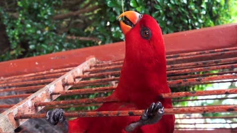 Close Up View Of A Red Parrot 2021
