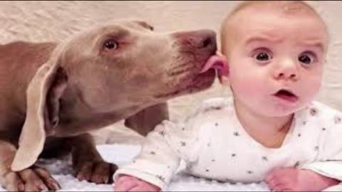 Funny baby videos playing funny pet videos 2021