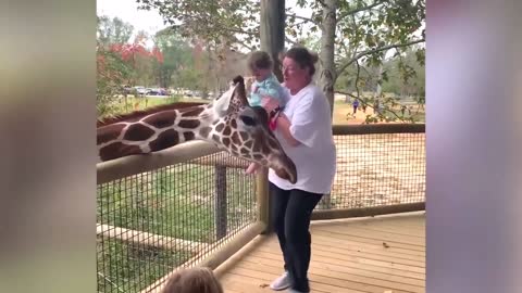 The giraffe almost hit the child and the mother