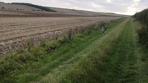 Disco in the potato field. 🥔 🎉🥔🕺🎶 (sound on 😉)