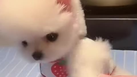 Cute and Funny Puppy Video