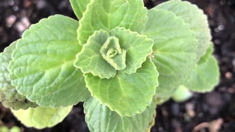 Beautiful green plant growing in my garden