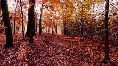 Autumn: beautiful nature and light music