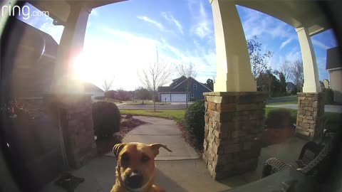 dog stays outside the house and rings the bell