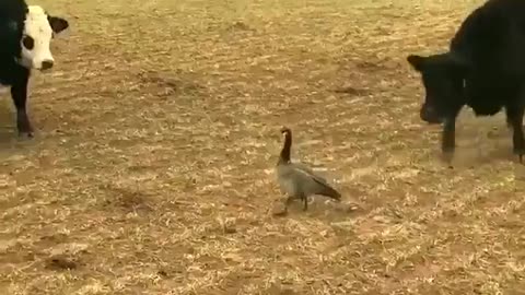 group of cows vs duck