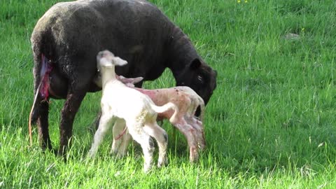 Newborn sheep babies
