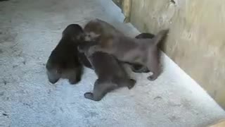 Labrador pups