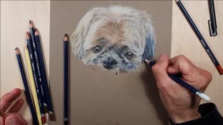 Art || Sketch || Colored Pencil || A Lovely Puppy (VII)