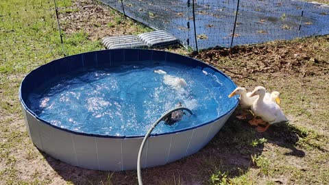 Ducks learn to dive