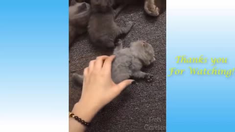 Cute Pets and Funny Aniamals Compilation#3