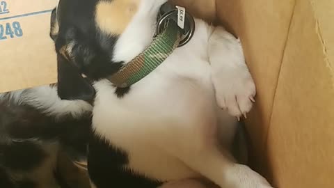 Brown white puppy in box with green collar