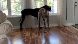 Great Dane rests his head on his buddy's back
