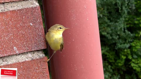 Cute Little Sleepy Wild Bird