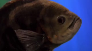 brown fish