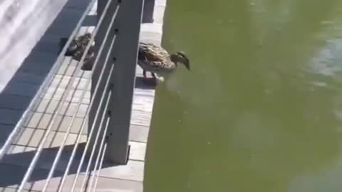 Duckies First Jump