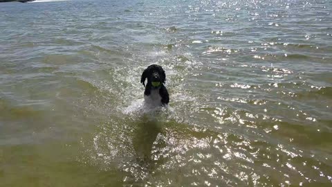 Kassie Mae the GoldenDoodle in Aransas Pass, Texas 2021