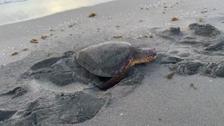 A Morning Beach-Side Turtle Rescue