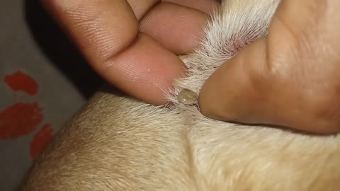 Big fat tick on dog. Watch the owner removing it.