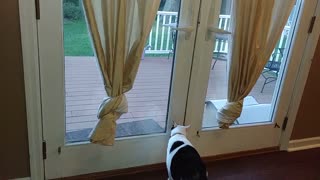 Cat tries to open door