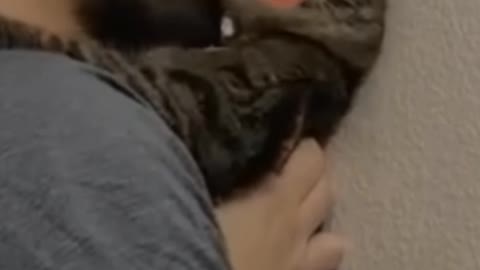 Man and cat nue sex commed video