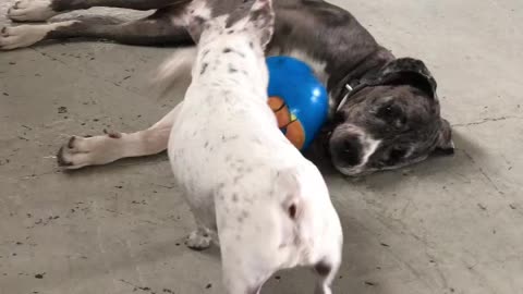 He wants to play but she doesn't feel like it