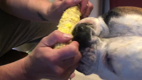 Odin eats corn