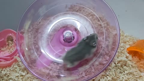 Hamster exercising excitedly