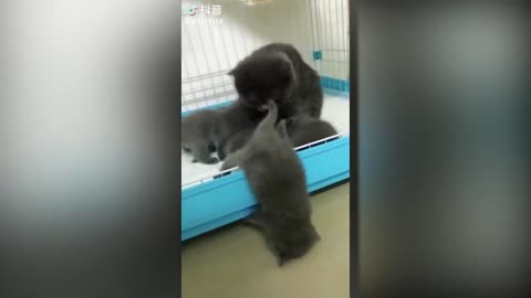 cute cats fuuny movements