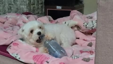 A puppy playing with a pet bottle.