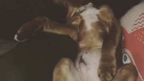 Sleepy puppy has vivid dream, "dances" in his sleep