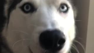 Husky “I can speak whale”