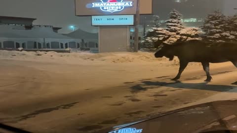 Large Moose in Road Doesn't Want to Move