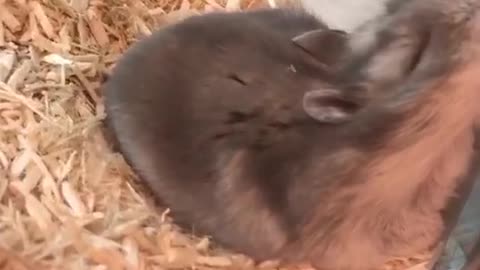 Hamster falls asleep in hilariously awkward position