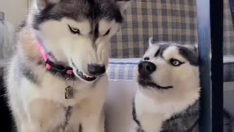 Two siberian Husky Love to Each other