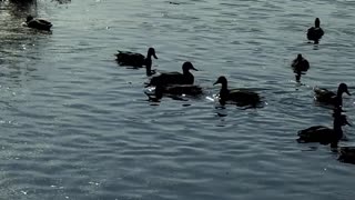 Feeding wild ducks with bread