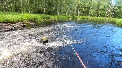 Fiskar abborre i ny å (Norrbotten) Del 2
