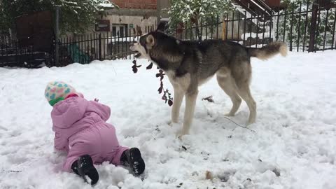Baby and husky on snow