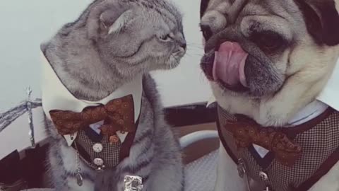 Pug and cat recreate famous Titanic scene