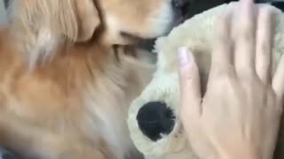 World's most jealous golden retriever