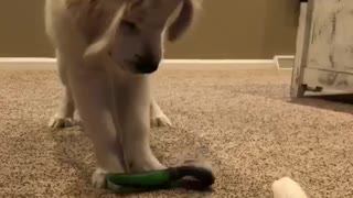 White dog playing with green brush and empty toilet paper towel roll