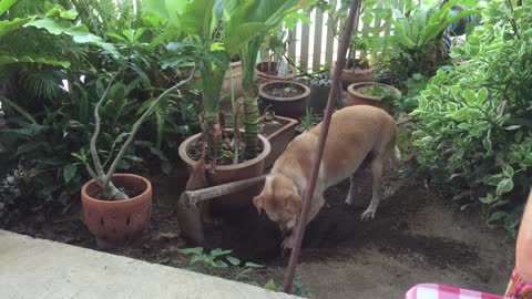 Dog in Thailand starts digging a hole for a VERY cute reason!
