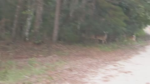 Hiking in Tallahassee